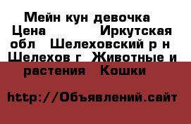 Мейн кун девочка › Цена ­ 4 000 - Иркутская обл., Шелеховский р-н, Шелехов г. Животные и растения » Кошки   